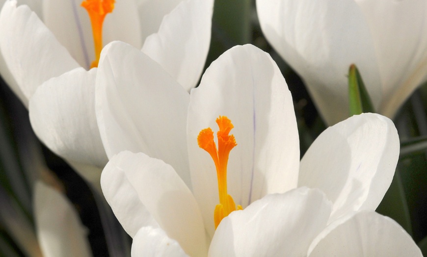 Image 2: Bulbes de crocus à grandes fleurs