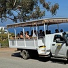 Image 2: Enjoy a 50-Min Catalina Island City & Scenic Mt Ada Tour 