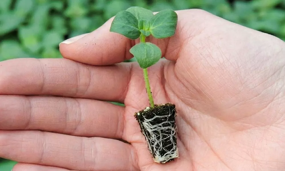 24 Wildlife Friendly Perennial Plants