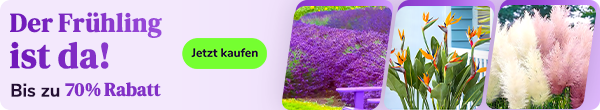 Groupon