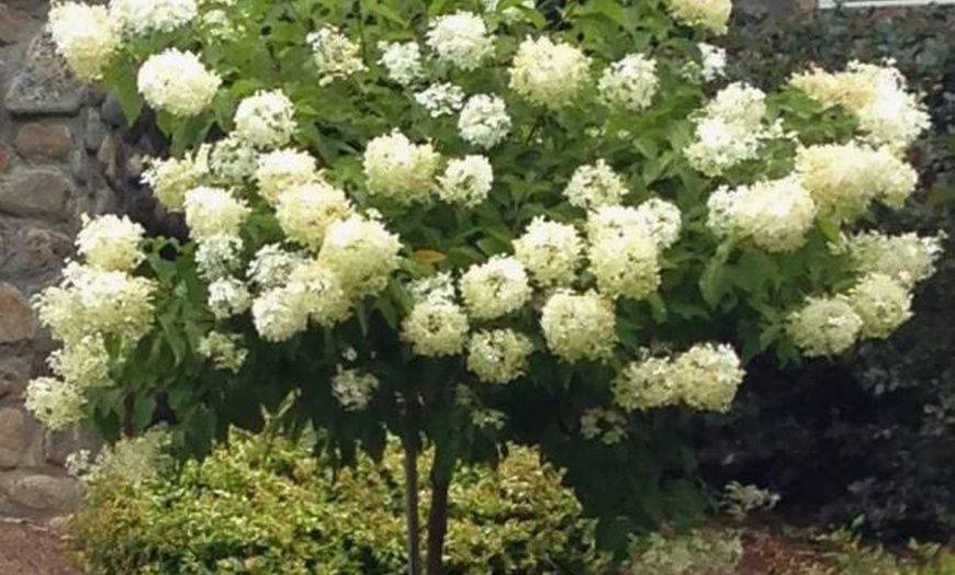 Image 1: Hydrangea Trees - Limelight and Pinky Winky with Free Shipping (Up to 15% Off)