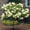 Image 1: Hydrangea Trees - Limelight and Pinky Winky with Free Shipping (Up to 24% Off)