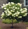 Limelight or Pinky Winky Hydrangea Trees - Large, Beautiful, Show-Stopping Blooms, Outdoor Live Plants, Free Shipping (Up to 24% Off)