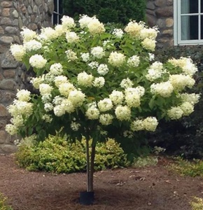 Limelight Hydrangea Trees 5 Gallon  - Plant Factory Direct - Hydrangea Trees