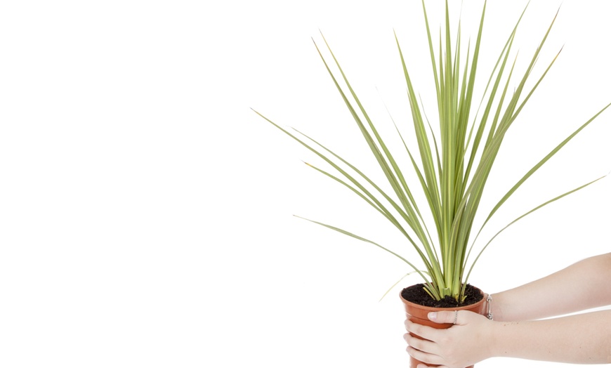 Image 2: YouGarden Cordyline – Height: 120-180cm, Width: 60-90cm