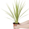 Image 2: YouGarden Cordyline – Height: 120-180cm, Width: 60-90cm