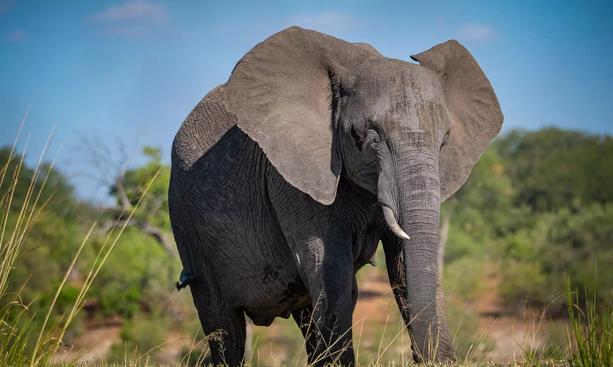 Zimbabwe: 7-Night Yoga & Safari Retreat