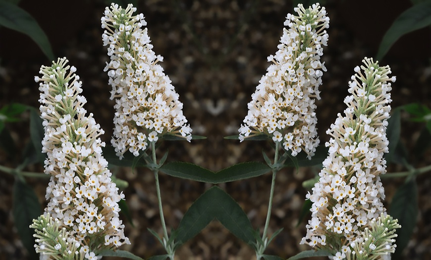 Image 3: One or Three Buddleja Buzz Ivory Hardy Shrub Plants