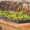 Image 30: Garden Grow Raised Wooden Cold Frame