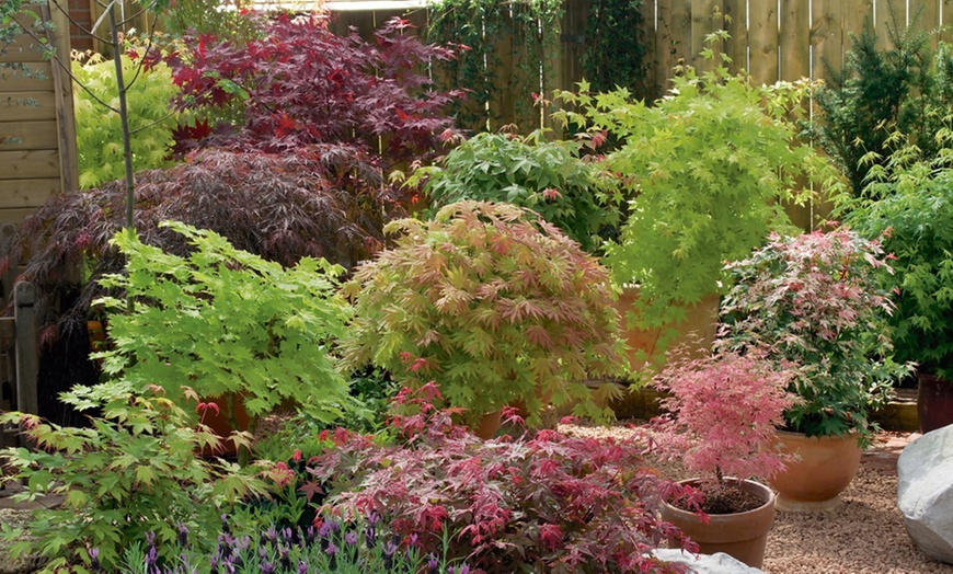 Image 2: Acer Japanese Maple Trees with Optional grey planters