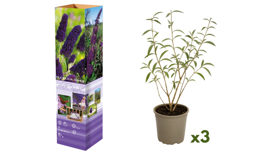 Image 5: Lot de 3 ou 8 plantes de Buddleja Davidii