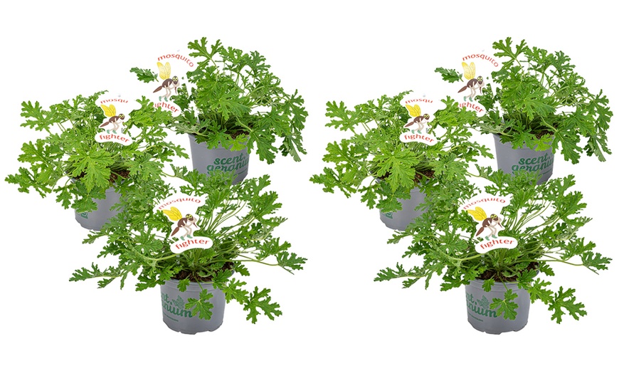 Image 3: Set van 3 of 6 citroen Geranium planten