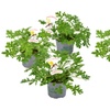 Image 3: Set van 3 of 6 citroen Geranium planten
