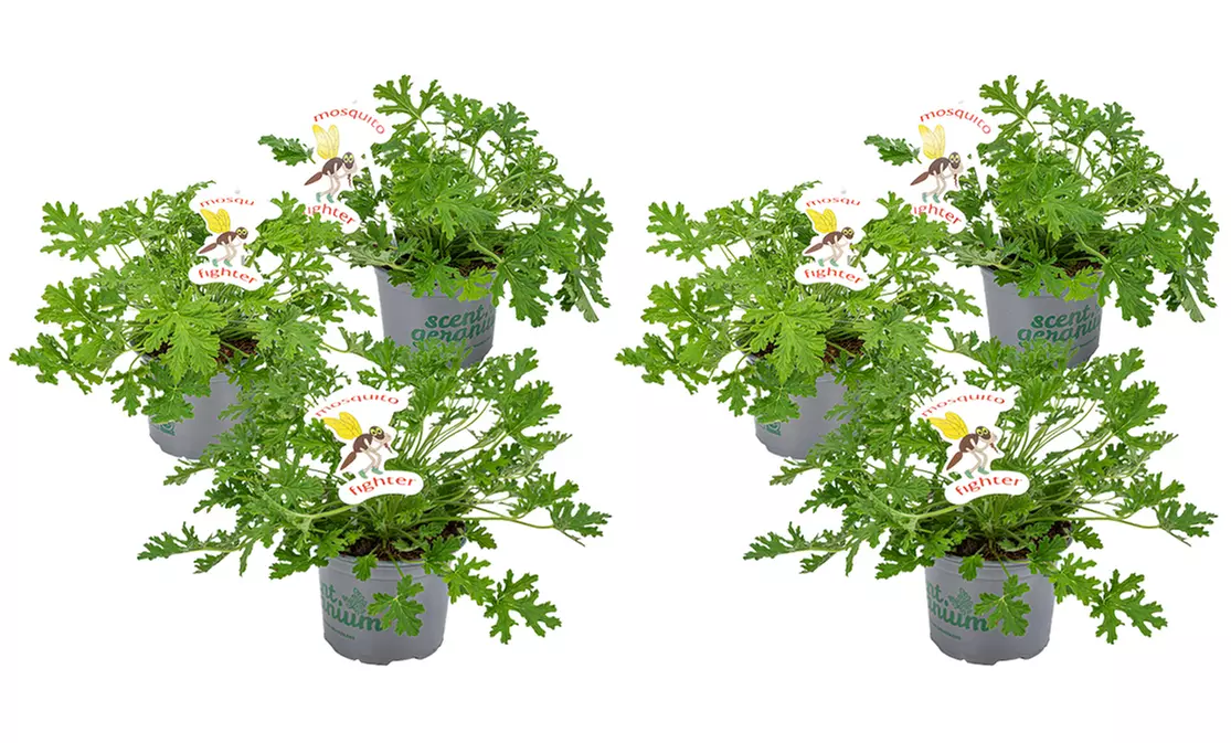 Set van 3 of 6 citroen Geranium planten