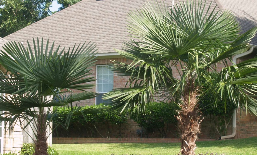 Image 2: Hardy Asian Windmill Palms