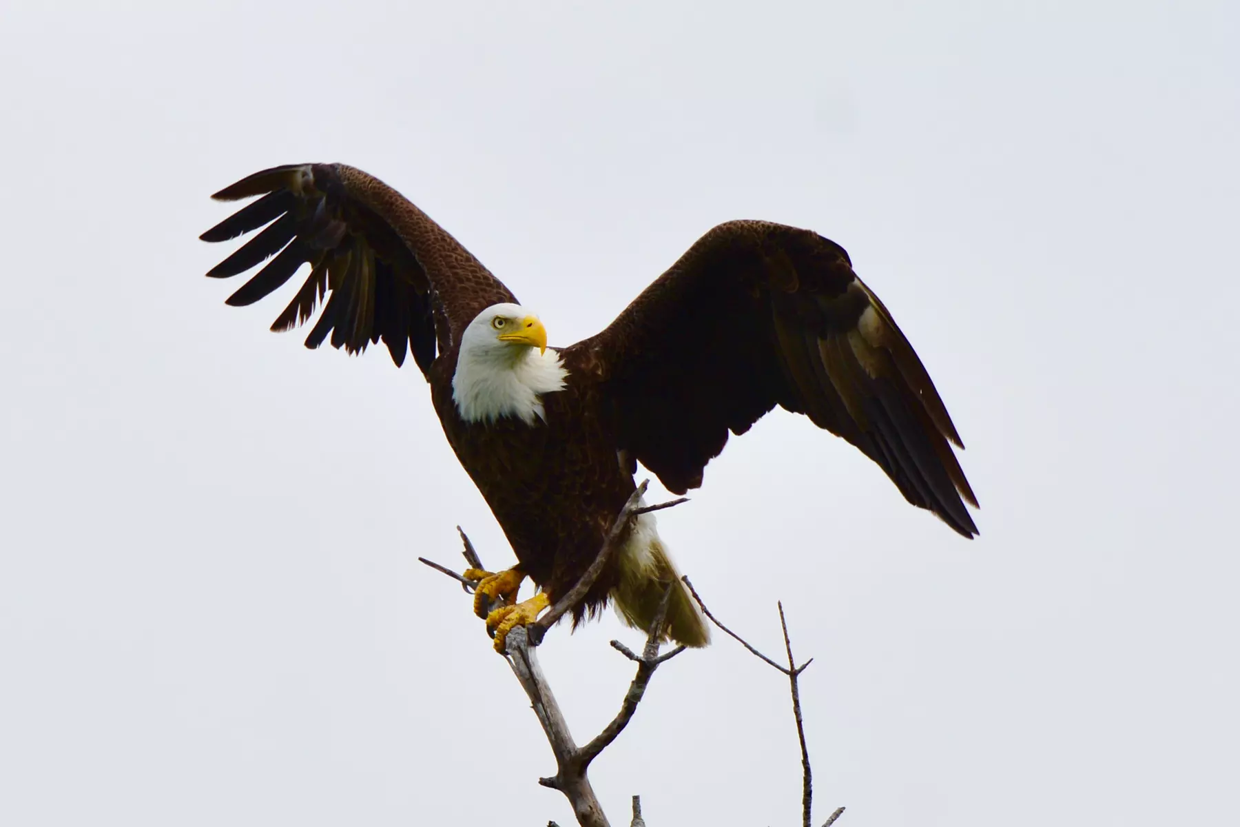 Up to 37% Off Dolphin Watch/Eco Tour from Pure Florida