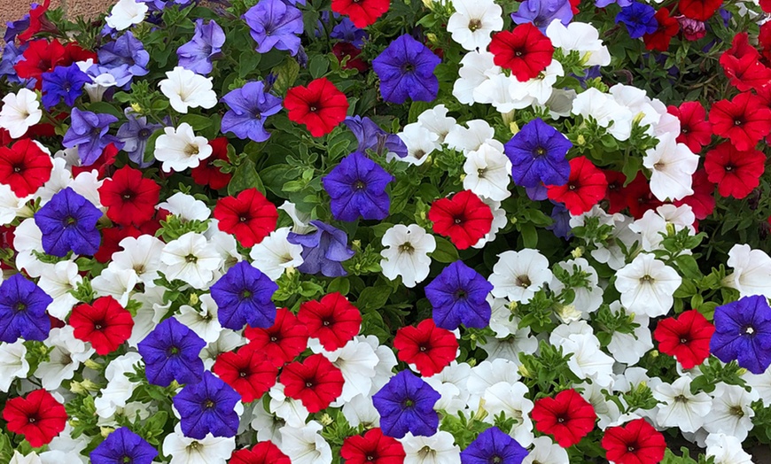 Image 3: Pack of Two Preplanted 'Patriotic' Mix Hanging Baskets