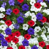 Image 3: Pack of Two Preplanted 'Patriotic' Mix Hanging Baskets