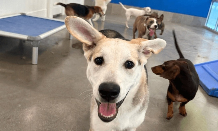 Image 9: Weekday Fun and Care with One, Three or Five Days of Dog Daycare