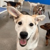 Image 9: Weekday Fun and Care with One, Three or Five Days of Dog Daycare