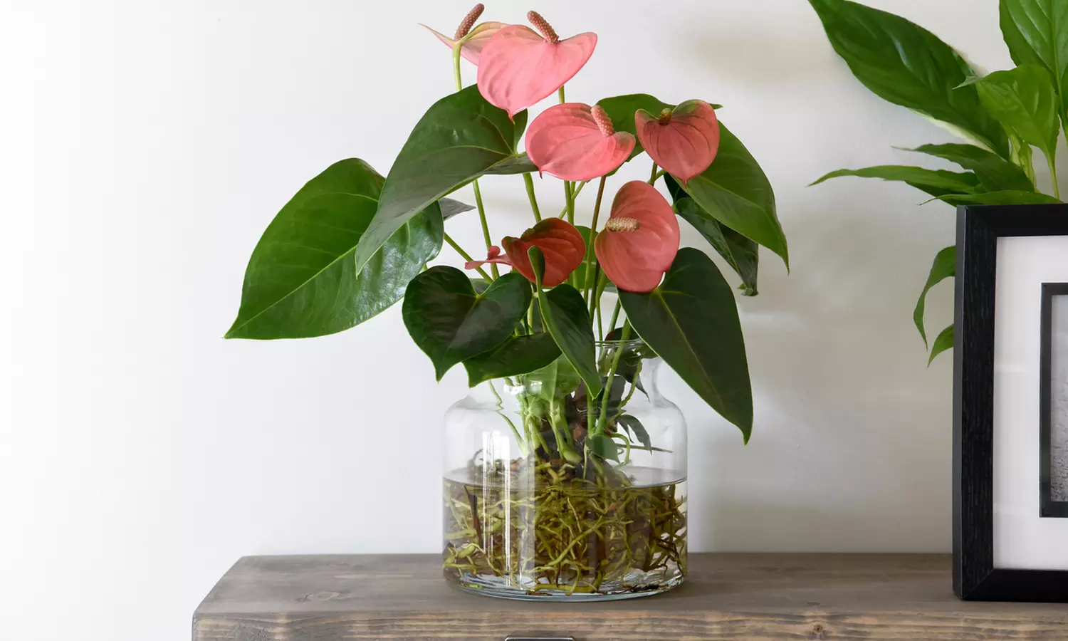 Anthurium Aqua in Sierglass Pot