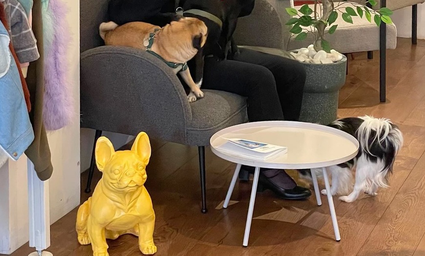 Image 21: Enjoy Dog Cafe Fun With a Drink for Up to Four in Kensington