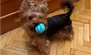 Non-Toxic Treat Dispensing Pet Toy