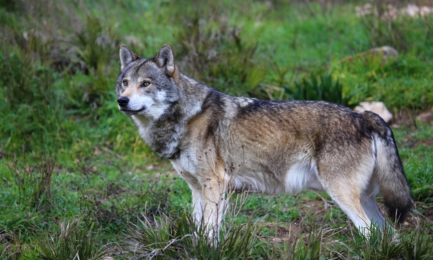 Image 13: Entrada al Lobo Park Antequera con guía experto y vistas a El Torcal