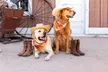 Wild West Summer at 5-Star Hotel Fairmont Scottsdale Princess + Waived Daily Experience Fee. Fun for the Whole Family! - Second Medium