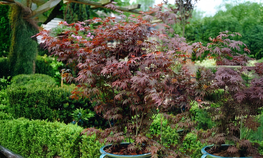 Image 3: YouGarden Acer Trees, Gift Wrapped, Various Foliage Colours