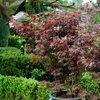 Image 3: YouGarden Acer Trees, Gift Wrapped, Various Foliage Colours