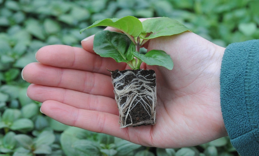 Image 4: Alstroemeria 'Butterfly Hybrids' – 3 or 6 Plug Plants
