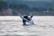 3-3.5 Hr Guaranteed Whale Watch Tour – the Pacific Northwest Adventures (Up to 17% Off) - Second Medium