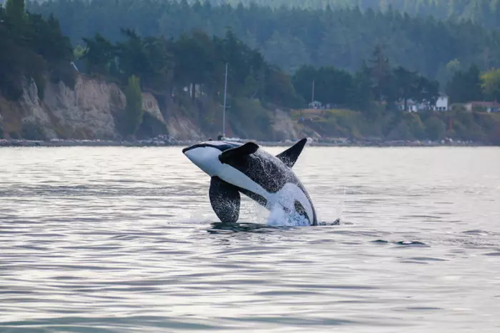 3-3.5 Hour Guaranteed Whale Watch Tour with Island Adventures