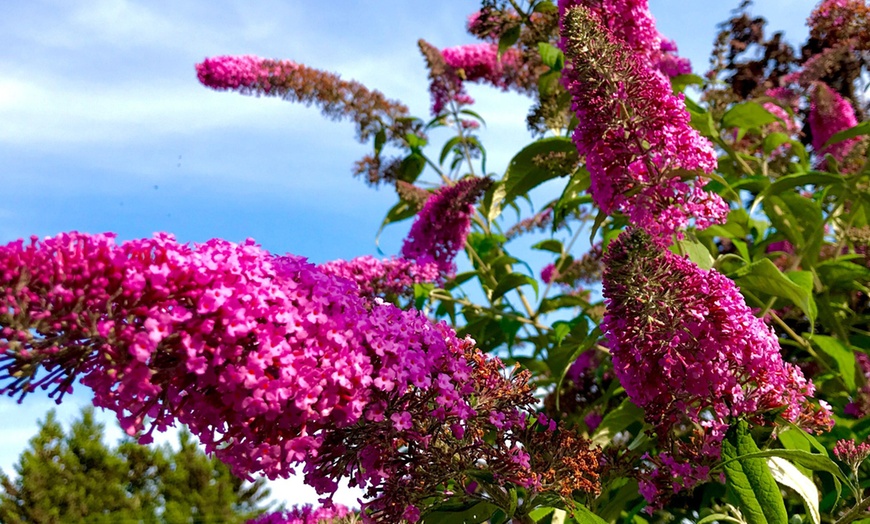 Image 9: 3 cespugli delle farfalle Buddleja