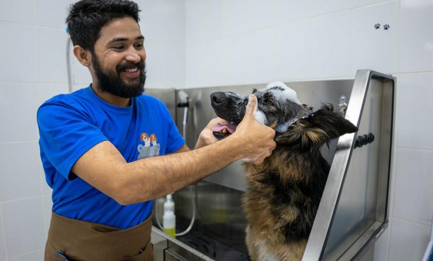 Image 4: Dog Grooming and Cat Grooming