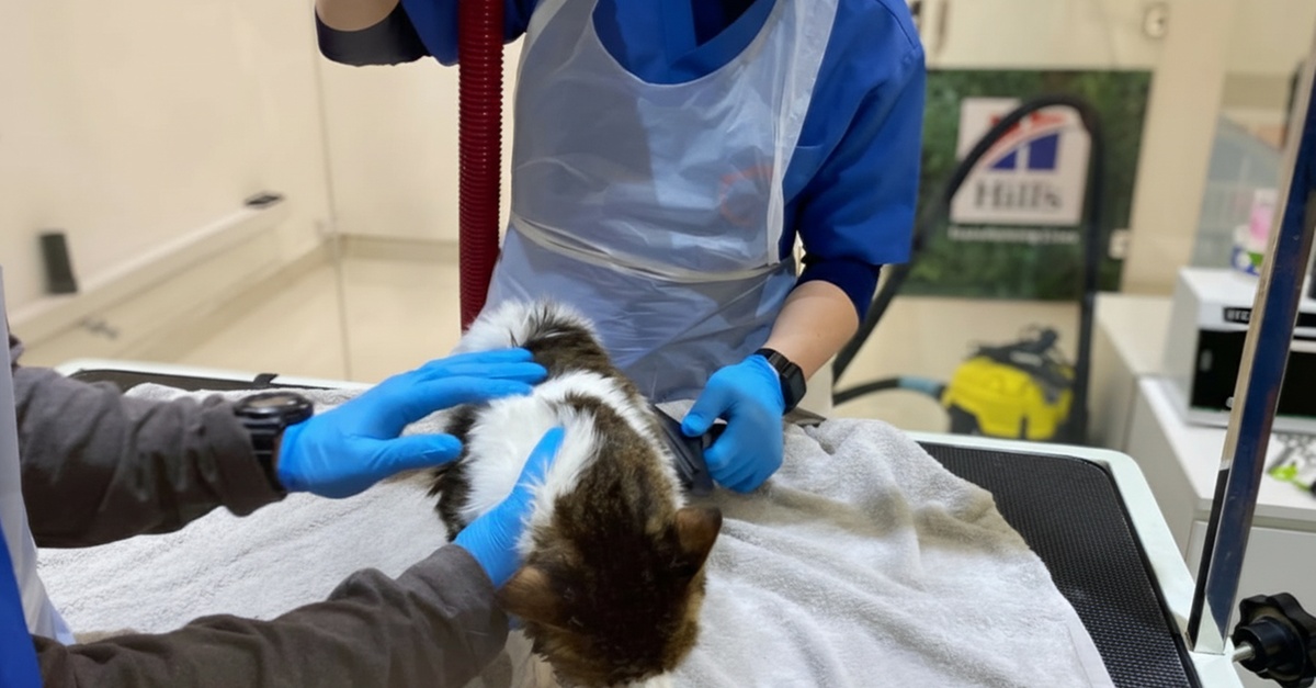 Pet Grooming & Vaccine Care (Consultation, Pch/Dhppi, And Deworming) Pet Grooming & Vaccine Care (Consultation, Pch/Dhppi, And Deworming)