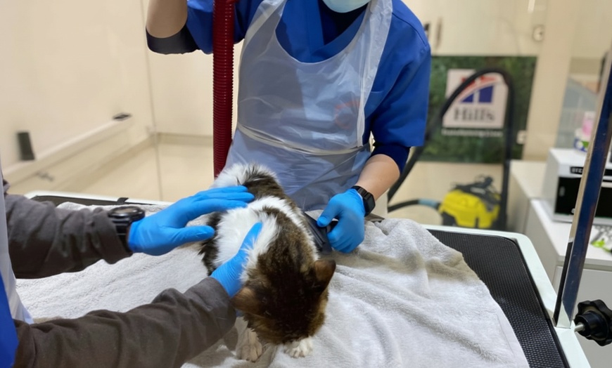 Image 12: Pet Grooming & Vaccine Care (Consultation, PCH/DHPPI, and Deworming)