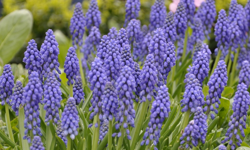 Image 2: 60 or 120 Muscari Armeniacum 'Grape Hyacinth' Spring Flowering Bulbs