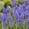 Image 2: 60 or 120 Muscari Armeniacum 'Grape Hyacinth' Spring Flowering Bulbs