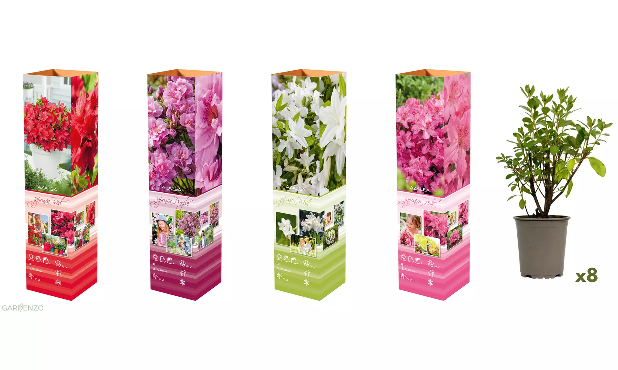 Set van 3, 4 of 8 Azalea's