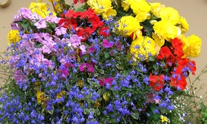 Hanging Basket Colour Collection - 5 or 10 Plants