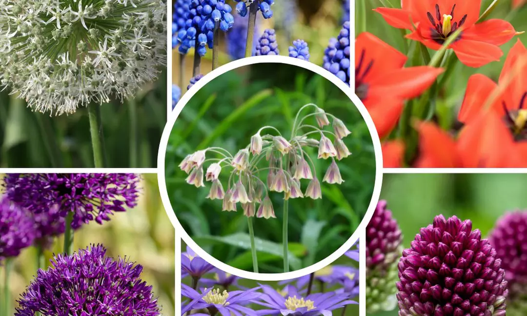 Lote de 40, 80 o 120 bulbos de mix de distintas variedades para atraer polinizadores, de Perfect Plant Deal B.V. - Primary Image