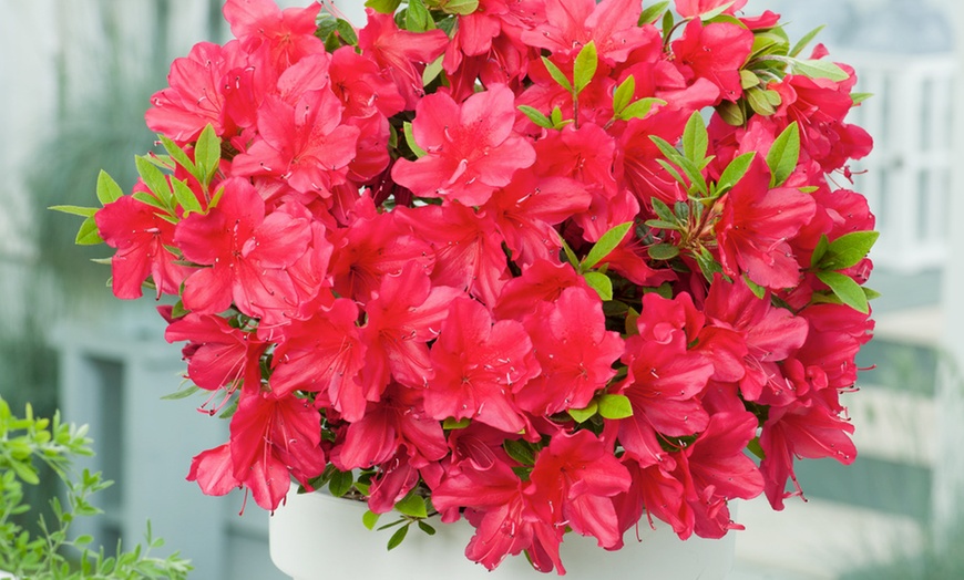 Image 3: Azaleas 