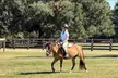 Private 60-Minute Horseback Riding Lessons at Imperial SportHorses (Up to 49% Off) - Second Medium