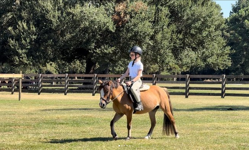 Image 3: Up to 25% Off on Horse Back Riding at Imperial Sporthorses