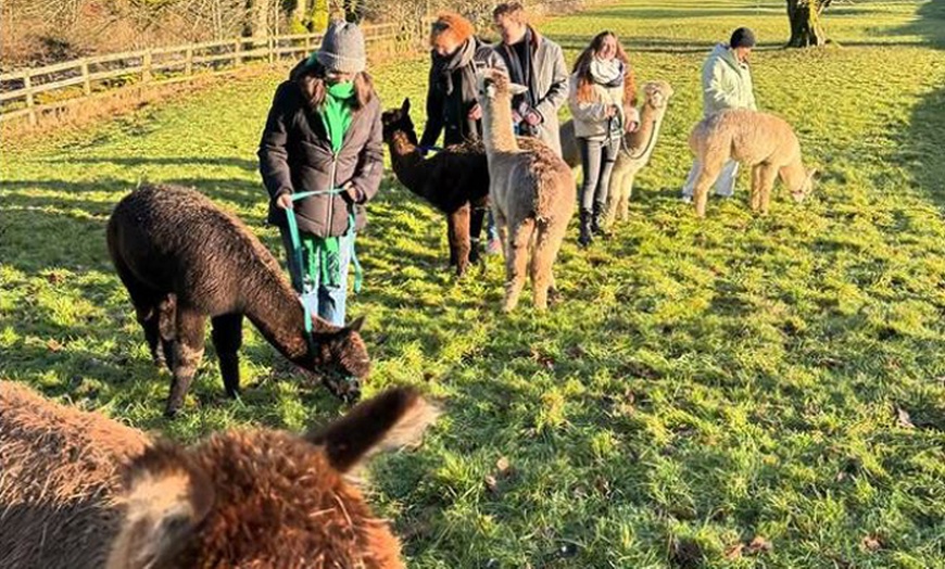 Image 7: Ultimate Alpaca Adventure: Meet & Greet & Trek