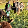 Image 6: Alpaca Adventure: Meet & Trek a New Fluffy Friend in Bishop Auckland