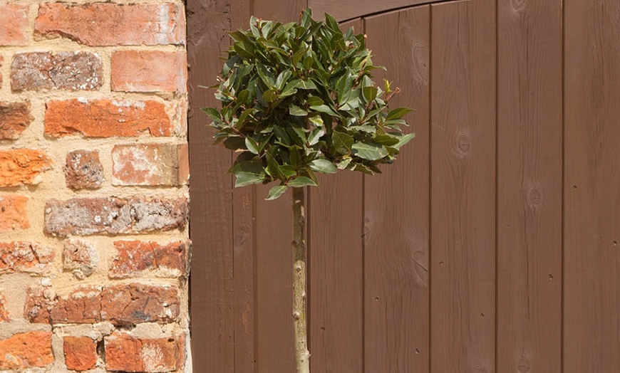 Image 3: Standard Bay Tree 