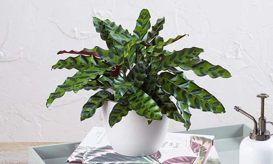 Image 19: 1-800-Flowers.com Deal: Next Day Valentine's Plants & Gifts Up to 50% off